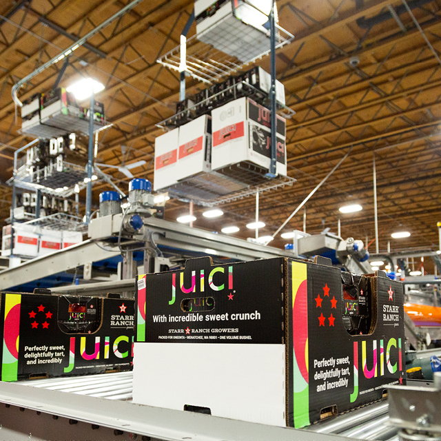 apple grading packing machine