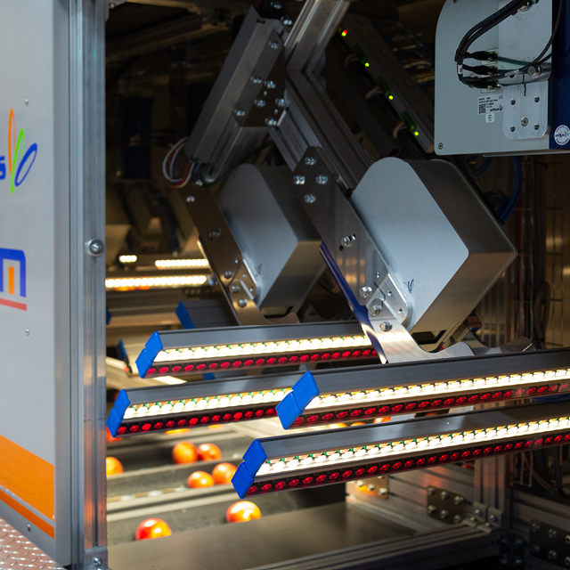 apple grading quality