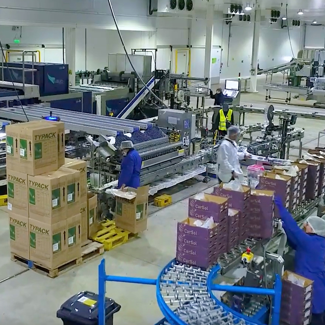 blueberry grading integrated solutions