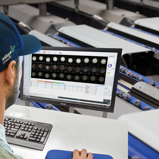 blueberry grading most value