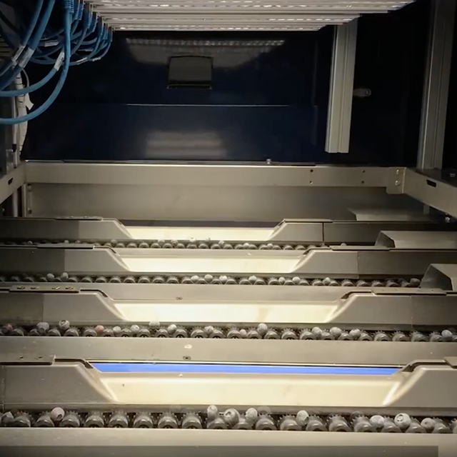 blueberry grading quality