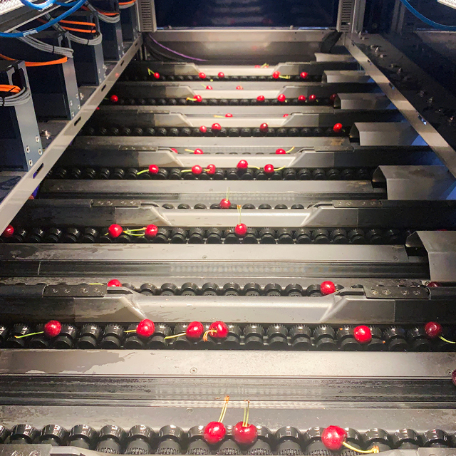 cherry grading quality