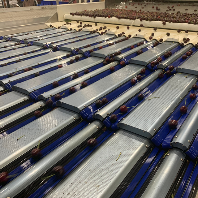 cherry sorting capacity