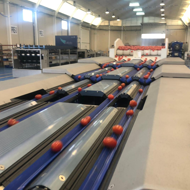 cherry tomato sorting integrated