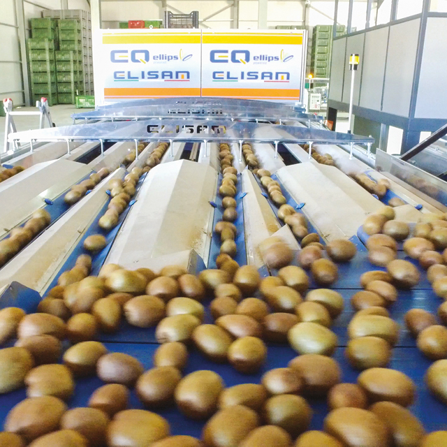 kiwi sorting capacity