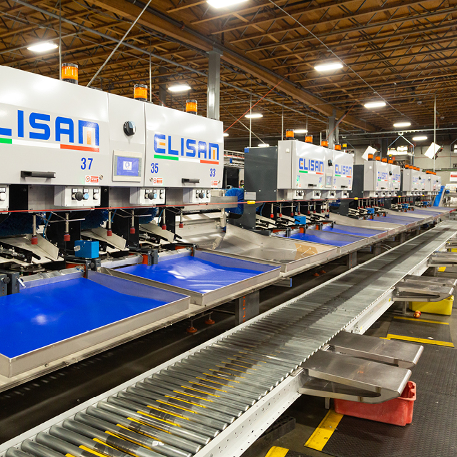 kiwi sorting grantorino