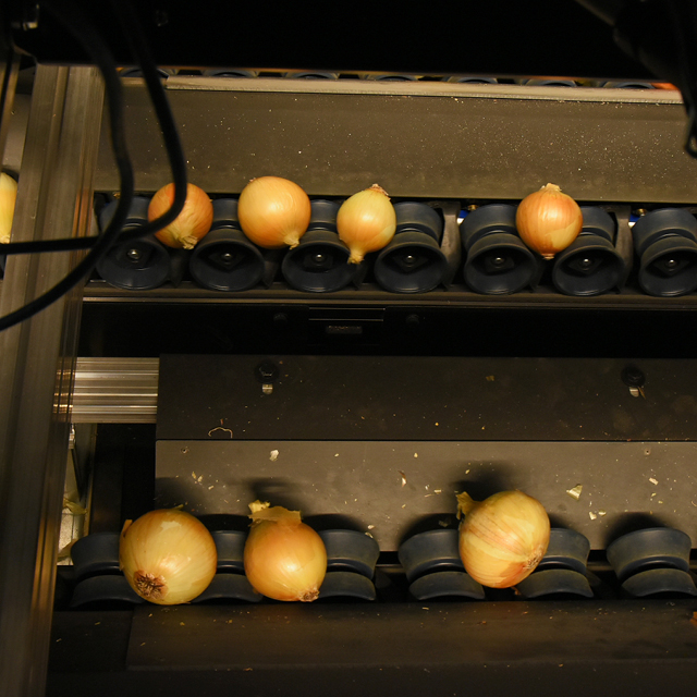 onion grading quality