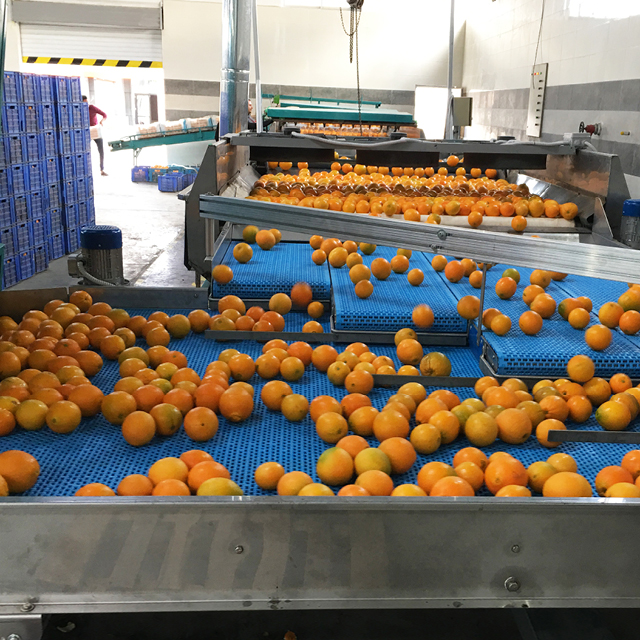 orange grading packing