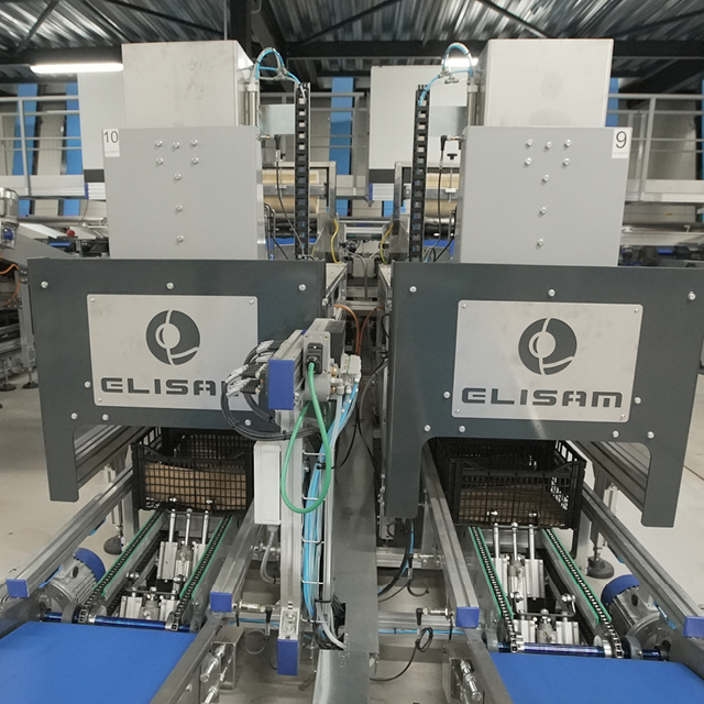 peach sorting packing