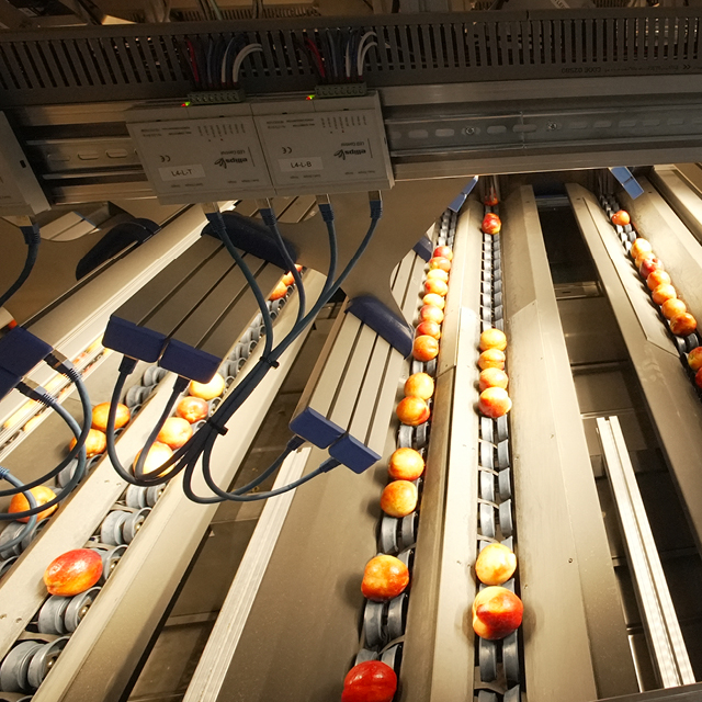 peach sorting quality