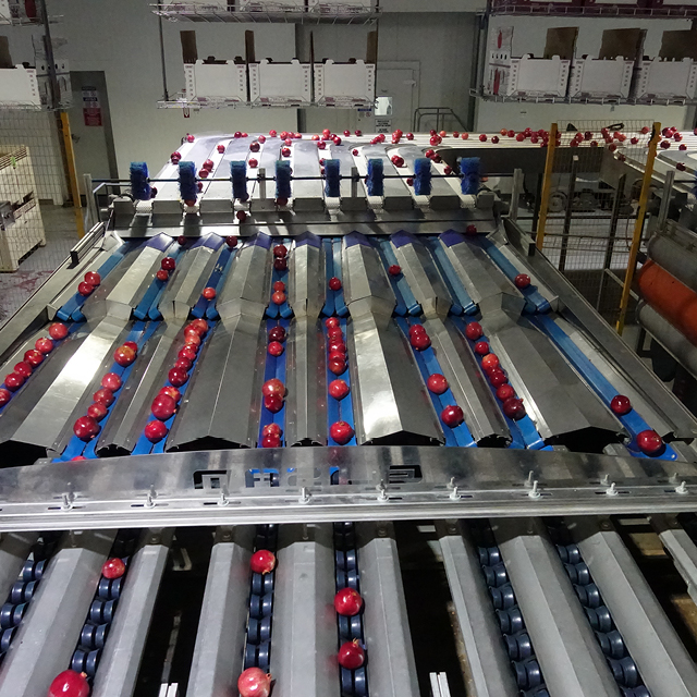 pomgranate grading capacity 2