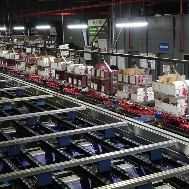 pomgranate grading packingjpg