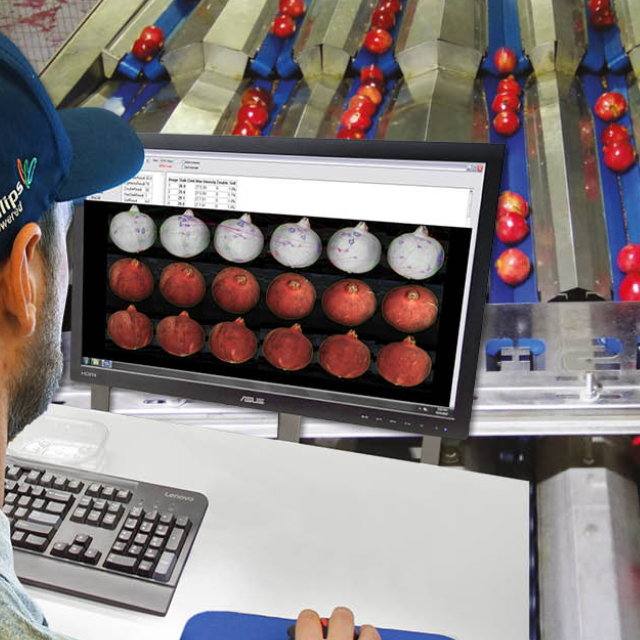 pomgranate grading value