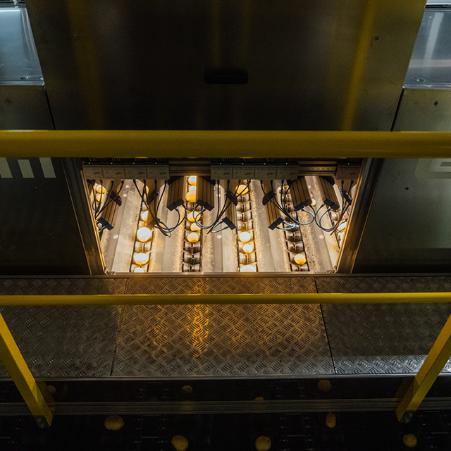 potato grading quality