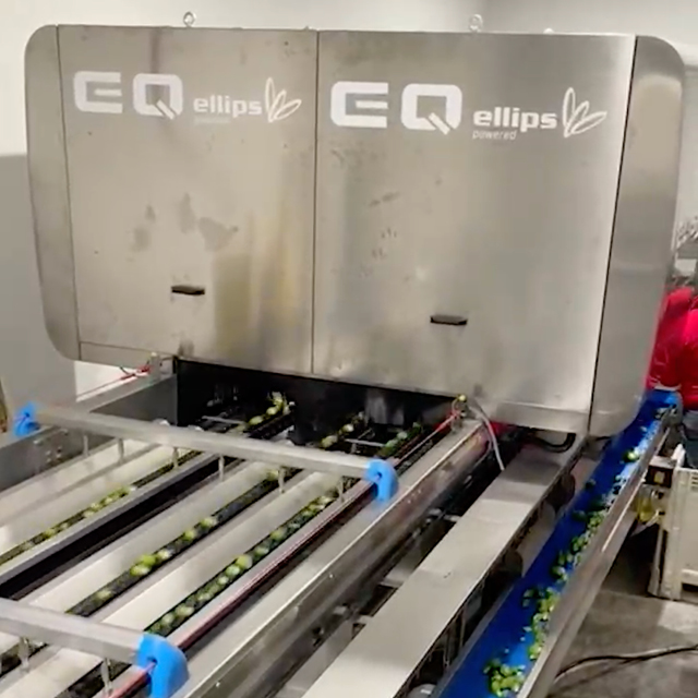 sprouts grading capacity