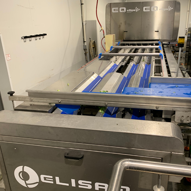 sprouts grading grantorino