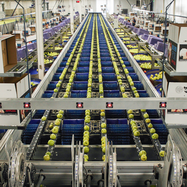 Apple grading machine - every apple counts | Ellips-Elisam