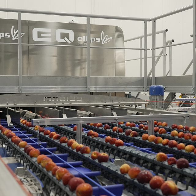 Peach grading machine throughput